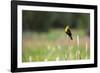 Yellow Headed Blackbird in the National Bison Range, Montana-James White-Framed Photographic Print