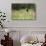 Yellow Headed Blackbird in the National Bison Range, Montana-James White-Photographic Print displayed on a wall