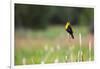 Yellow Headed Blackbird in the National Bison Range, Montana-James White-Framed Photographic Print