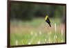 Yellow Headed Blackbird in the National Bison Range, Montana-James White-Framed Photographic Print