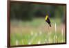 Yellow Headed Blackbird in the National Bison Range, Montana-James White-Framed Photographic Print