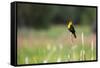 Yellow Headed Blackbird in the National Bison Range, Montana-James White-Framed Stretched Canvas