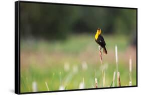 Yellow Headed Blackbird in the National Bison Range, Montana-James White-Framed Stretched Canvas