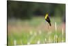 Yellow Headed Blackbird in the National Bison Range, Montana-James White-Stretched Canvas