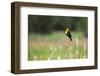 Yellow Headed Blackbird in the National Bison Range, Montana-James White-Framed Photographic Print