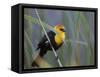 Yellow-Headed Blackbird Male Clings to Stalk Behind Reed, Salton Sea National Wildlife Refuge-Arthur Morris-Framed Stretched Canvas