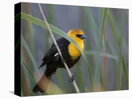 Yellow-Headed Blackbird Male Clings to Stalk Behind Reed, Salton Sea National Wildlife Refuge-Arthur Morris-Stretched Canvas