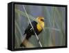 Yellow-Headed Blackbird Male Clings to Stalk Behind Reed, Salton Sea National Wildlife Refuge-Arthur Morris-Framed Stretched Canvas