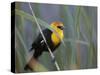 Yellow-Headed Blackbird Male Clings to Stalk Behind Reed, Salton Sea National Wildlife Refuge-Arthur Morris-Stretched Canvas