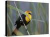Yellow-Headed Blackbird Male Clings to Stalk Behind Reed, Salton Sea National Wildlife Refuge-Arthur Morris-Stretched Canvas