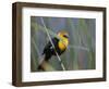 Yellow-Headed Blackbird Male Clings to Stalk Behind Reed, Salton Sea National Wildlife Refuge-Arthur Morris-Framed Photographic Print