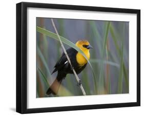 Yellow-Headed Blackbird Male Clings to Stalk Behind Reed, Salton Sea National Wildlife Refuge-Arthur Morris-Framed Photographic Print