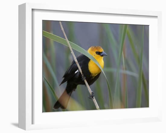 Yellow-Headed Blackbird Male Clings to Stalk Behind Reed, Salton Sea National Wildlife Refuge-Arthur Morris-Framed Photographic Print