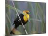Yellow-Headed Blackbird Male Clings to Stalk Behind Reed, Salton Sea National Wildlife Refuge-Arthur Morris-Mounted Photographic Print