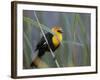 Yellow-Headed Blackbird Male Clings to Stalk Behind Reed, Salton Sea National Wildlife Refuge-Arthur Morris-Framed Photographic Print