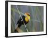 Yellow-Headed Blackbird Male Clings to Stalk Behind Reed, Salton Sea National Wildlife Refuge-Arthur Morris-Framed Photographic Print