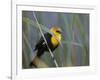 Yellow-Headed Blackbird Male Clings to Stalk Behind Reed, Salton Sea National Wildlife Refuge-Arthur Morris-Framed Photographic Print