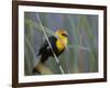 Yellow-Headed Blackbird Male Clings to Stalk Behind Reed, Salton Sea National Wildlife Refuge-Arthur Morris-Framed Photographic Print