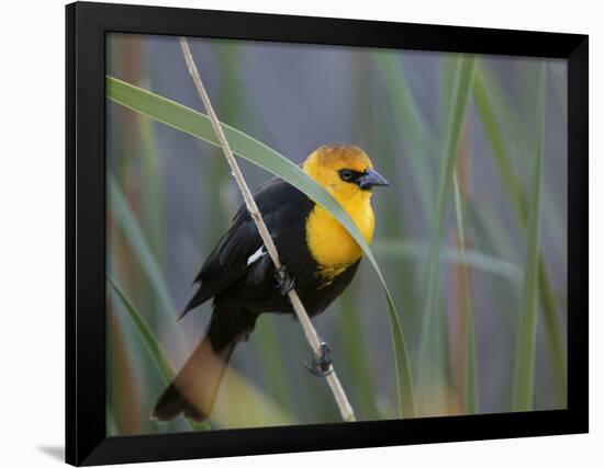 Yellow-Headed Blackbird Male Clings to Stalk Behind Reed, Salton Sea National Wildlife Refuge-Arthur Morris-Framed Photographic Print