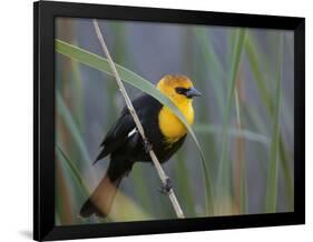 Yellow-Headed Blackbird Male Clings to Stalk Behind Reed, Salton Sea National Wildlife Refuge-Arthur Morris-Framed Photographic Print