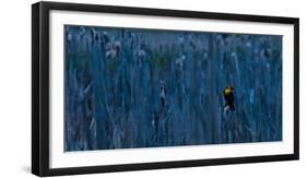 Yellow Headed Blackbird Pauses on a Cattail Head in Early Morning Light, Flathead Valley, Montana-Steven Gnam-Framed Photographic Print