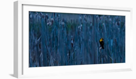 Yellow Headed Blackbird Pauses on a Cattail Head in Early Morning Light, Flathead Valley, Montana-Steven Gnam-Framed Photographic Print