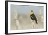 Yellow-Headed Blackbird Singing-Ken Archer-Framed Photographic Print