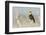 Yellow-Headed Blackbird Singing-Ken Archer-Framed Photographic Print