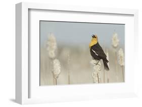 Yellow-Headed Blackbird Singing-Ken Archer-Framed Photographic Print