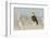 Yellow-Headed Blackbird Singing-Ken Archer-Framed Photographic Print