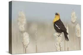 Yellow-Headed Blackbird Singing-Ken Archer-Stretched Canvas