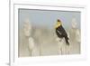 Yellow-Headed Blackbird Singing-Ken Archer-Framed Photographic Print
