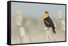 Yellow-Headed Blackbird Singing-Ken Archer-Framed Stretched Canvas