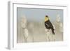 Yellow-Headed Blackbird Singing-Ken Archer-Framed Photographic Print