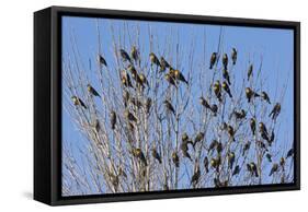 Yellow-Headed Blackbirds Flock Perched in Tree-null-Framed Stretched Canvas