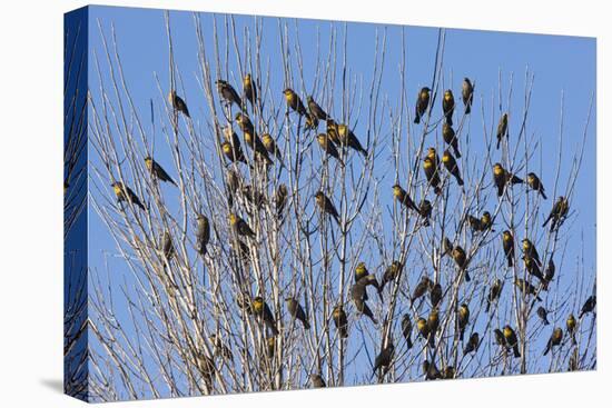 Yellow-Headed Blackbirds Flock Perched in Tree-null-Stretched Canvas