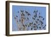 Yellow-Headed Blackbirds Flock Perched in Tree-null-Framed Photographic Print