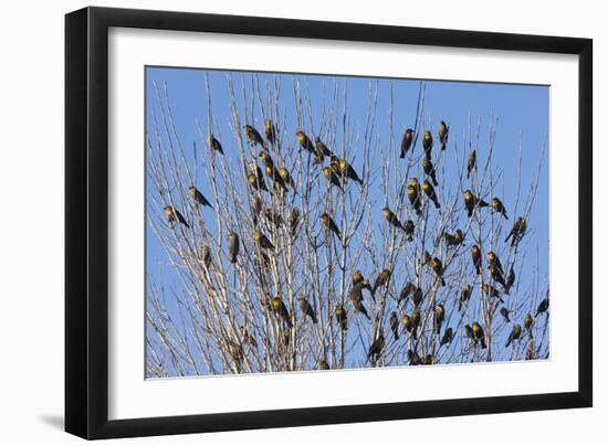 Yellow-Headed Blackbirds Flock Perched in Tree-null-Framed Photographic Print