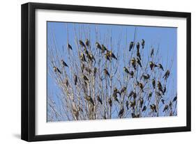 Yellow-Headed Blackbirds Flock Perched in Tree-null-Framed Photographic Print