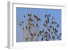 Yellow-Headed Blackbirds Flock Perched in Tree-null-Framed Photographic Print