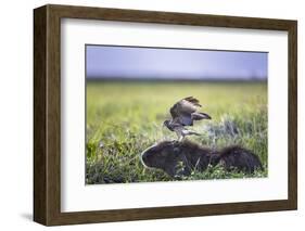 Yellow-Headed Caracara (Milvago Chimachima Cordatus) Feeding-Christophe Courteau-Framed Photographic Print