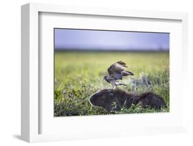 Yellow-Headed Caracara (Milvago Chimachima Cordatus) Feeding-Christophe Courteau-Framed Photographic Print