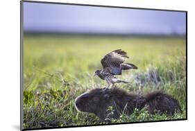 Yellow-Headed Caracara (Milvago Chimachima Cordatus) Feeding-Christophe Courteau-Mounted Photographic Print