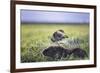 Yellow-Headed Caracara (Milvago Chimachima Cordatus) Feeding-Christophe Courteau-Framed Photographic Print