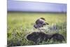 Yellow-Headed Caracara (Milvago Chimachima Cordatus) Feeding-Christophe Courteau-Mounted Photographic Print