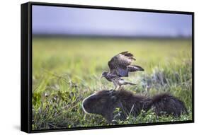 Yellow-Headed Caracara (Milvago Chimachima Cordatus) Feeding-Christophe Courteau-Framed Stretched Canvas