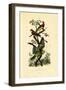 Yellow-Headed Parrot, 1833-39-null-Framed Giclee Print