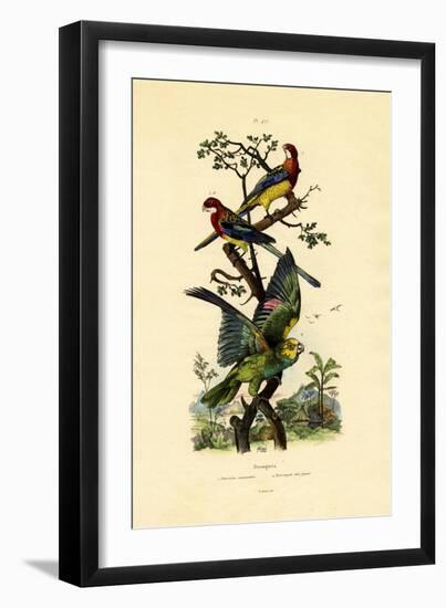 Yellow-Headed Parrot, 1833-39-null-Framed Giclee Print