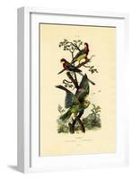 Yellow-Headed Parrot, 1833-39-null-Framed Giclee Print