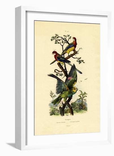 Yellow-Headed Parrot, 1833-39-null-Framed Giclee Print